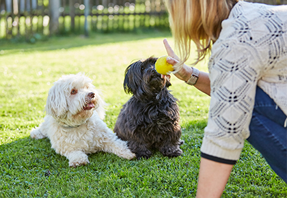 4 Tips for establishing HOA pet rules and HOA pet policy examples