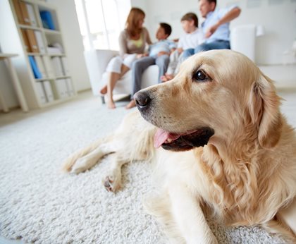 Raising puppies in apartments