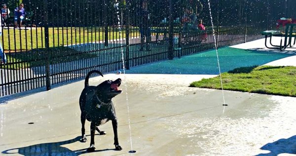 barkpark-dog-spray.jpg barkpark-dog-spray.jpg